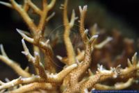 Seriatopora hystrix, Christusdorn-Koralle, Stachelbuschkoralle, Bird's Nest Coral 