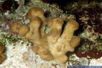 Stylophora pistillata, Griffelkoralle, Cat's Paw Coral 