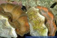 Tridacna derasa, Riesenmuschel / Mördermuschel, Giant Clam 