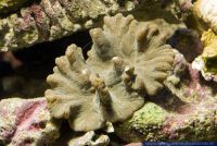 Pectinia alcicornis,Grosspolypige Steinkoralle,Leaf Coral