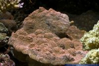 Echinopora gemmacea,Grosspolypige Steinkoralle,Stony Coral