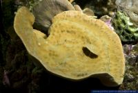 Turbinaria mesenterina,Kelchkoralle,Stony coral