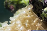 Alveopora spec.,Margeritenkoralle,Coral