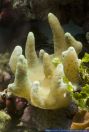 Lobophytum spec.,Fingerlederkoralle,Soft Coral, Finger Leather