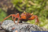 Geosesarma spec. "Mandarin" , Mandarinkrabbe, Mandarin crab 