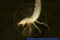 WKOFT0080 Dytiscus marginalis larva<br>