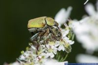 Hoplia argentea,Goldstaub-Laubkaefer,Flower Scarab beetle