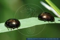 Chrysolina oricalcia, Brauner Blattkäfer, Leaf Beetle 