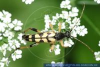 Leptura maculata, Gefleckter Schmalbock, Longhorn Beetle 