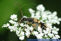 Leptura maculata, Gefleckter Schmalbock, Longhorn Beetle 