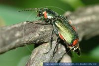 Malachius bipustulatus, Zweifleckiger Zipfelkäfer, Malachite Beetle 
