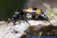 Nicrophorus vespillo, Gemeiner Totengräber, Common Burying Beetle 
