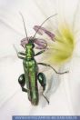Oedemera nobilis, Scheinbockkäfer, Thick-legged flower beetle 