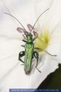 Oedemera nobilis, Scheinbockkäfer, Thick-legged flower beetle 