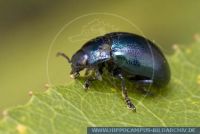 Chrysolina coerulans, Himmelblauer Blattkäfer, Leaf Beetle 