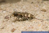 Cicindela hybrida, Dünen Sandlaufkäfer, Northern Dune Tiger Beetle 