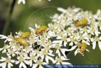 Cteniopus flavus, Schwefelkäfer, Cteniopus flavus 