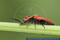 Anostirus purpureus, Purpurroter Schnellkaefer, Click Beetle 