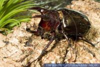 Chalcosoma atlas, Asiatischer Dreihornkaefer, Atlas beetle 