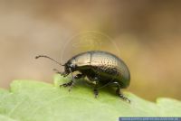 Chrysolina oricalcia, Brauner Blattkaefer, Leaf Beetle 
