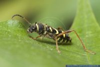 Clytus arietis, Gemeiner Widderbock, Longhorn beetle 