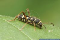 Clytus arietis, Gemeiner Widderbock, Longhorn beetle 