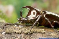 Chalcosoma atlas, Asiatischer Dreihornkaefer, Atlas beetle 