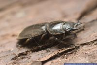 Dynodorcus titanus Sumatra,Hirschkaefer,Stag Beetle