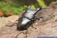 Dynodorcus titanus Sumatra,Hirschkaefer,Stag Beetle