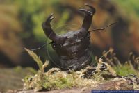 Hexathrius mandibularis,Hirschkaefer,Stag Beetle