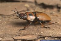 Homoderus gladiator,Hirschkaefer,Stag Beetle
