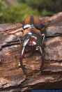 Prosopocoilus mirabilis,Hirschkaefer,Stag Beetle