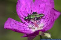 Oedemera nobilis,Scheinbockkaefer,Thick-legged flower beetle