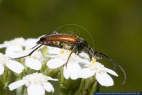 Stenurella bifasciata,Bockkaefer,Longhorn Beetle