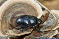 Anoplotrupes stercorosus,Waldmistkaefer,Dor beetle