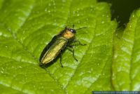 Anthaxia nitidula,Zierlicher Prachtkaefer, Eckschild-Prachtkaefer,Jewel Beetle