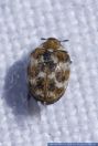 Anthrenus verbasci,Wollkraut-Bluetenkaefer,Varied carpet beetle