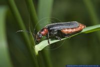 Cantharis fusca,Gemeiner Weichkaefer, Soldatenkaefer,Soldier beetle