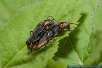 Cantharis rustica,Soldatenkaefer,Soldier beetle