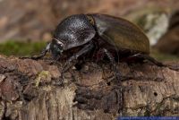 Chalcosoma caucasus,Atlaskaefer,Dreihornkaefer,Three-horned Beetle