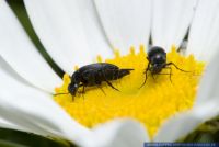 Mordellidae_spec.,Stachelkaefer,Tumbling flower beetle