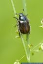 Phyllopertha horticola,Gartenlaubkaefer,Garden Foliage Beetle