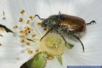 Phyllopertha horticola,Gartenlaubkaefer,Garden Foliage Beetle