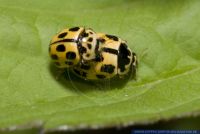 Propylea 14-punctata ( quatuordecimpunctata),Schachbrett-Marienkaefer,14 spot ladybird