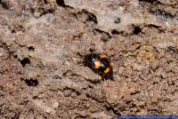 Scaphidium quadrimaculatum,Vierfleckiger Kahnkaefer,hining fungus beetle
