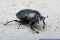 Scarabeus sacer,Heiliger Mistkaefer,Egyptian dung beetle