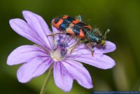 Trichodes alvearius,Zottiger Bienenkaefer,Bee-hive beetle