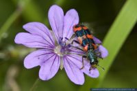 Trichodes alvearius,Zottiger Bienenkaefer,Bee-hive beetle