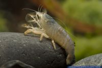 Atya gabonensis,Gabun-Riesenfaechergarnele,African Giant Filter Shrimp,