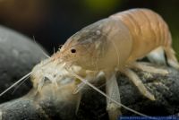 Atya gabonensis,Gabun-Riesenfaechergarnele,African Giant Filter Shrimp,